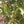 Noyer des Carpates, Juglans regia (English walnut) 5a-5b
