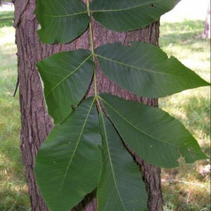 Caryer Lacinié, Carya laciniosa (Shellbark Hickory) 4b-5a