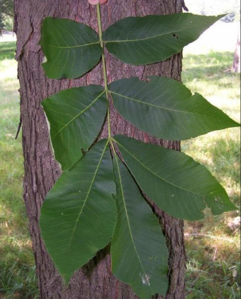 Shellbark Tree Form Shellbark hickory, Carya laciniosa – Nutcracker Nursery & Tree Farm