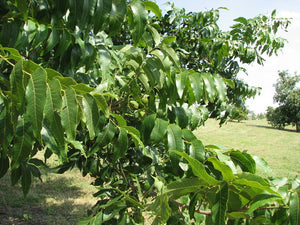 Pacanier du Nord, Carya Illinoïnensis (Northern Pecan) 4b-5a