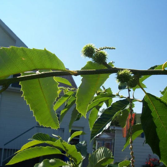 Chettar Tree Chestnut trees – Nutcracker Nursery & Tree Farm