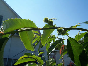 Châtaignier Hybride du Québec, Castanea dentata X Castanea Mollissima