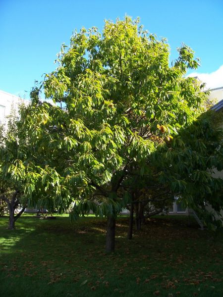 Châtaignier d’Amérique, Castanea dentata (American Chestnut) 4b