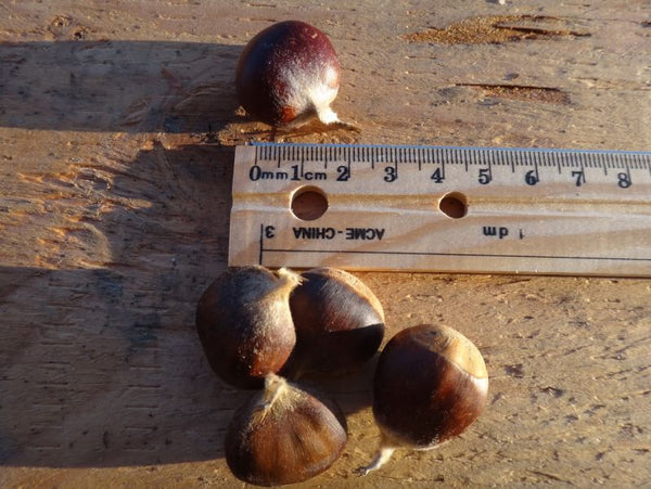 Châtaignier d’Amérique, Castanea dentata (American Chestnut) 4b