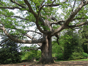 Chêne Blanc, Quercus Alba