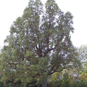 Chêne Bicolore, Quercus Bicolor