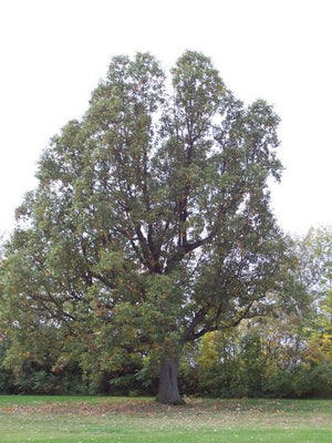 Chêne Bicolore, Quercus Bicolor