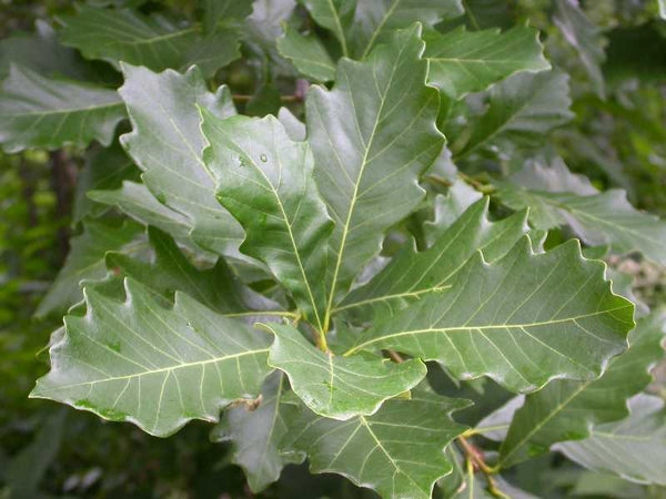 Chêne Bicolore, Quercus Bicolor