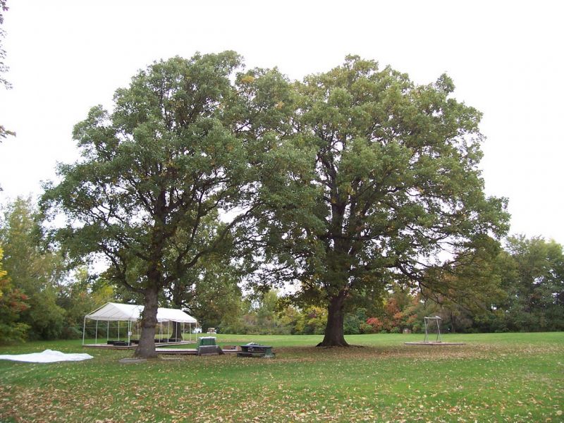 Oak trees