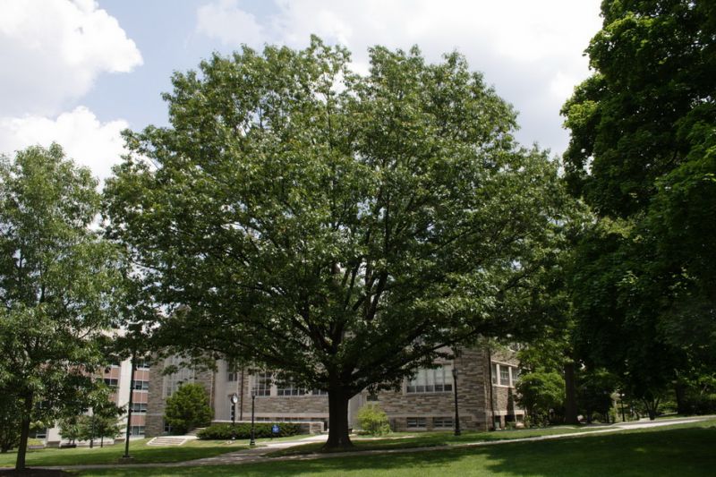 Reduced-price trees