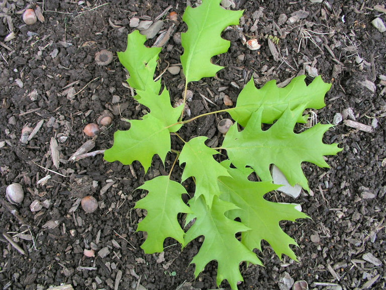 Red Oak, Quercus rubra – Nutcracker Nursery & Tree Farm