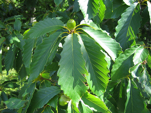 Chêne Châtaignier, Quercus Prinus (Chestnut Oak)