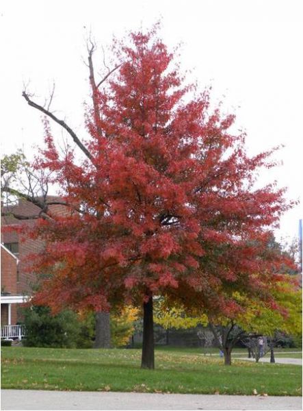 Chêne des Marais, Quercus Palustris