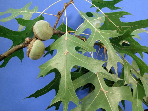 Chêne des Marais, Quercus Palustris