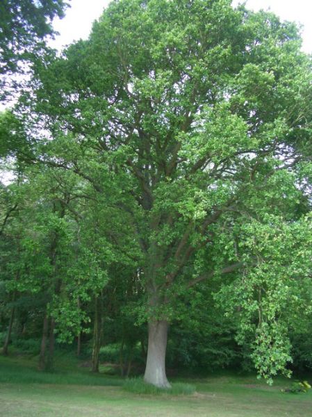 Chêne Pédonculé, Quercus Robur (English oak)