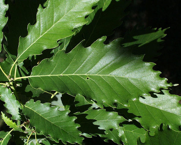 Chêne Jaune, Quercus Muehlenbergii (Chinkapin oak)