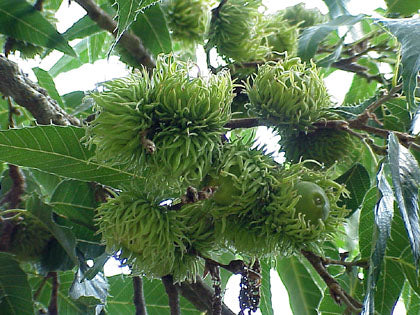 Chêne à dents de scie, Quercus Acutissima (Sawtooth Oak)