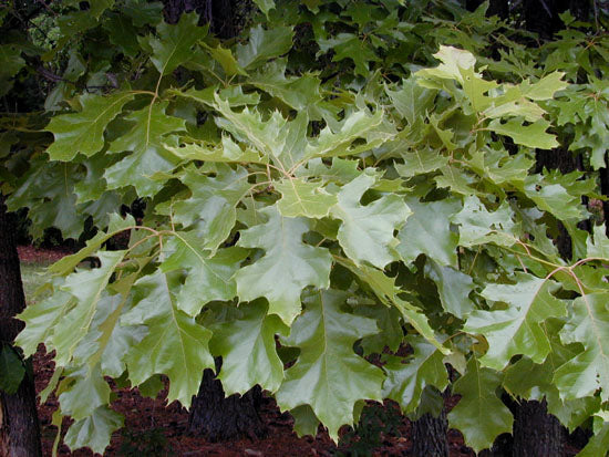 Chêne Noir, Quercus Velutina (Black Oak)