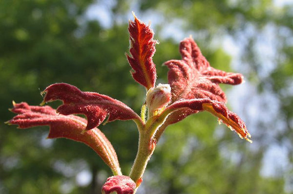 Chêne Noir, Quercus Velutina (Black Oak)