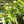 Chêne Ellipsoïdal, Quercus Ellipsoïdalis (Northern Pin Oak)