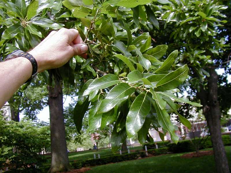 Shingle Oak (Quercus imbricaria) 5 Shingle Oak, Quercus Imbricaria