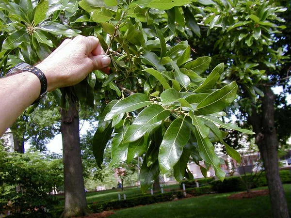 Chêne à Lattes, Quercus Imbricaria (Shingle Oak)