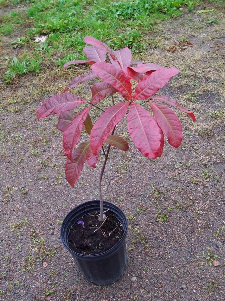 Chêne à Lattes, Quercus Imbricaria (Shingle Oak)