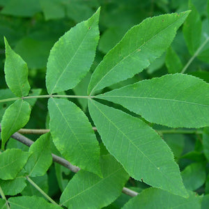 Caryer cordiforme, Carya cordiformis (Bitternut Hickory)