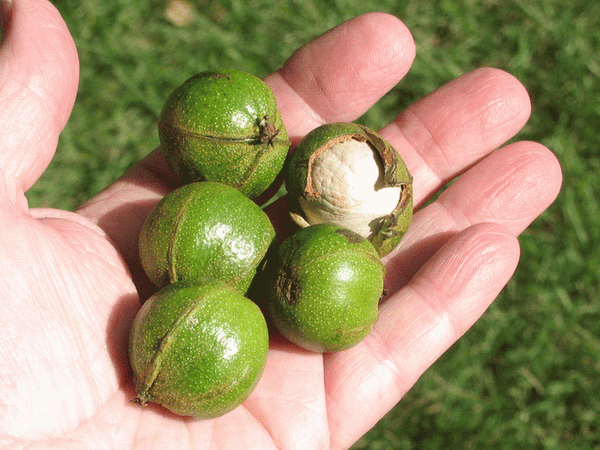 Caryer cordiforme, Carya cordiformis (Bitternut Hickory)