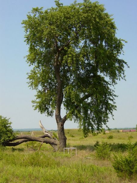 Cerisier tardif, prunus serotina, (Black Cherry)