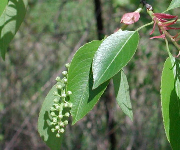 Cerisier tardif, prunus serotina, (Black Cherry)