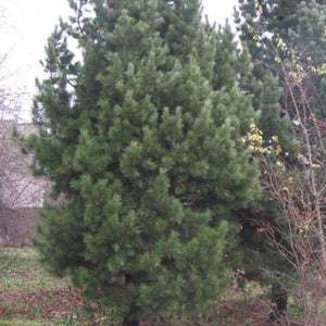 Pin de Sibérie, Pinus Siberica (Siberian Pine) 1b-2a