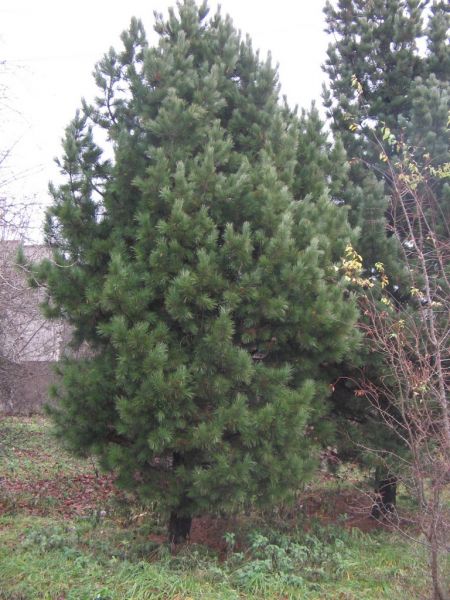 Pine nut trees