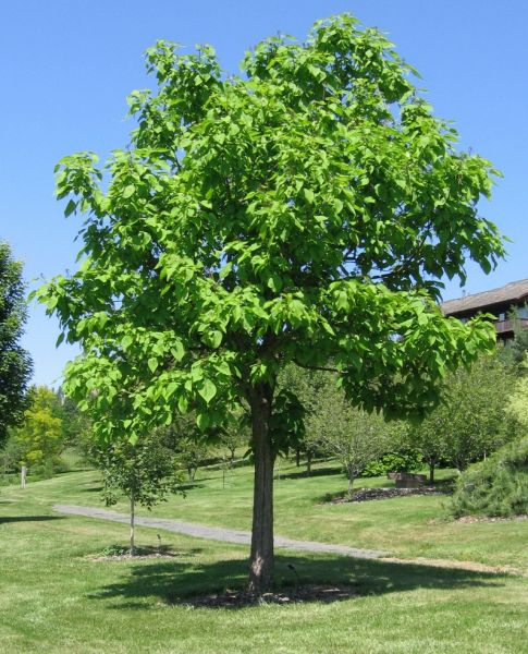 Catalpa de l’Ouest, Catalpa Speciosa (Northern catalpa)