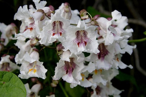 Catalpa de l’Ouest, Catalpa Speciosa (Northern catalpa)