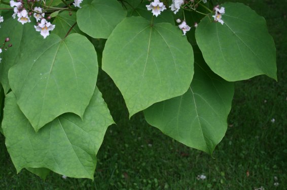 Catalpa de Chine, Catalpa ovata (racines nues automne)