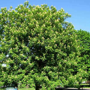 Maronnier de l’Ohio, Aesculus glabra (Ohio Buckeye)