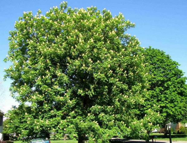 Maronnier de l’Ohio, Aesculus glabra (Ohio Buckeye)