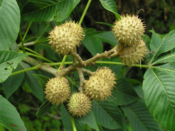 Maronnier de l’Ohio, Aesculus glabra (Ohio Buckeye)