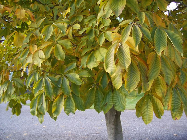 Maronnier d’Inde, Aesculus hippocastanum (Horse Chestnut)