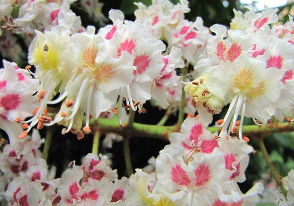 Maronnier d’Inde, Aesculus hippocastanum (Horse Chestnut)