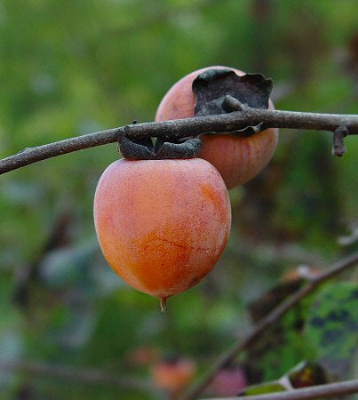 Plaqueminier de Virginie, Diospyros Virginiana, (American Persimon)