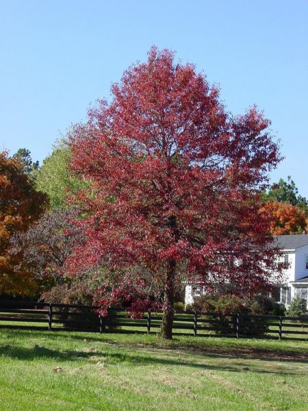 Tupelo ou Nyssa sylvestre, Nyssa sylvatica, (Black Gum)