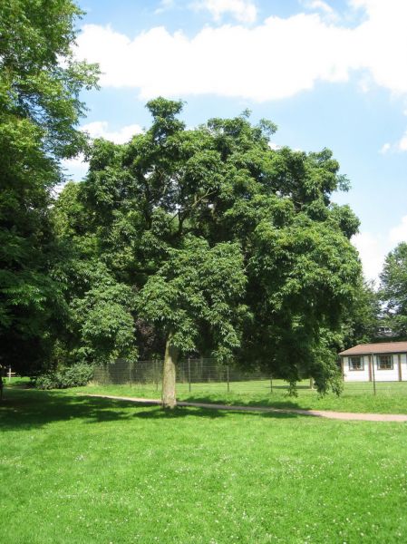 Phellodendron de l’Amour, Phellodendron amurense, (Amur Corktree)