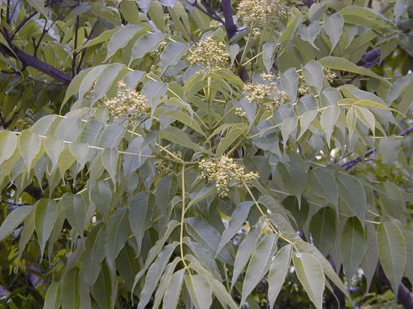 Phellodendron de l’Amour, Phellodendron amurense, (Amur Corktree)