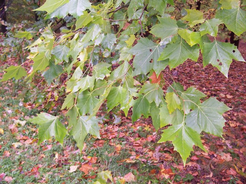Reduced-price trees