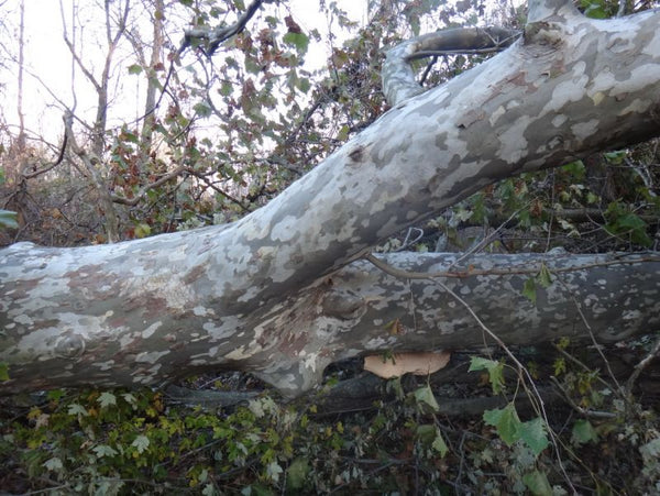 Platane d’Amérique, Platanus Occidentalis (Sycamore)