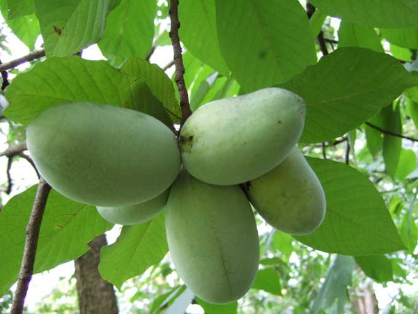 Asiminier trilobé (SEMIS variété sélecte ontarienne), Asimina triloba, (PawPaw)