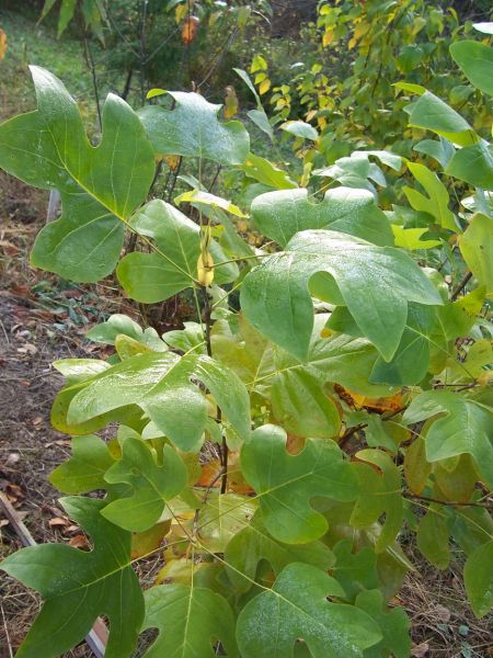 Tulipier de Virginie, Liriodendron tulipifera, (Tulip Tree)