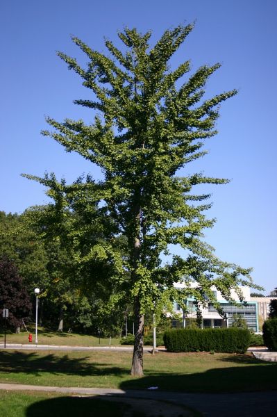 Arbre aux quarante écus, Ginkgo Biloba